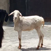 بره ماده  چرب ۲عدد  نری گیسه۳عدد چاق چرب نزری