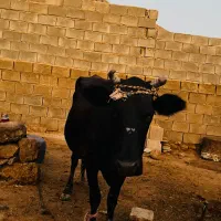 گاو شیرا
