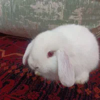 خرگوش لوپ