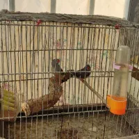 یک جفت فنچ کینگ عالی.