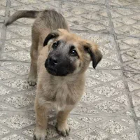 واگذاری رایگان سگ