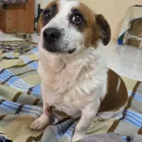 سگ ‌پاکوتاه خوشگل به حرف گوش کن