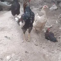 ۱۷عدد مرغ و خروس دورگ ۱۰میلیون
