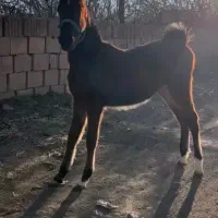 کره نریون کورد