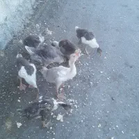 غاز