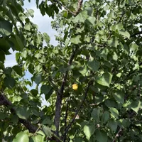باغچه و باغ ۲۱۹ متری /لوکیشن باغی سندار|فروش زمین و ملک کلنگی|تهران, خانی‌آباد|دیوار