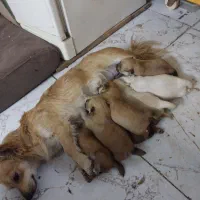 سگ گمشده