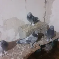 ترکیه