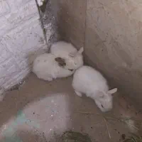 بچه خرگوش جرسی