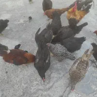 مرغ و خروس
