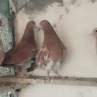 کبوتر|پرنده|بندر گناوه, |دیوار