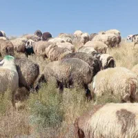 50راس میش کوه چر داشتی