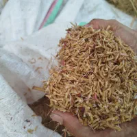 تخم جو هاشمی.220هزار ت