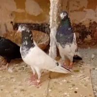 کبوتر پاکستانی