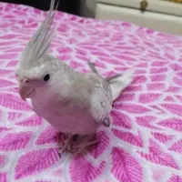 عروس هلندی ایزبلا