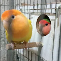 طوطی کتوله برزیلی