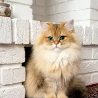 جفت گیری و جفت یابی گربه ی نر