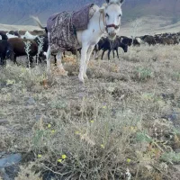 الاغ ماده گله ای درشت جوان