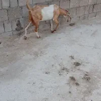 بز آبستن با بچه ماده