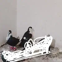 کبوتریا کفتر