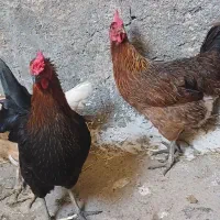 مرغ تخمگذار