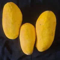 انبه|گل و گیاه طبیعی|کرمان, |دیوار