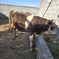 گوساله نر جنس اصل