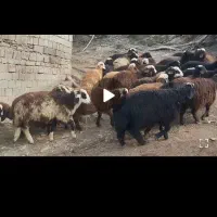 40کاوری درجه یک 27نیر13مه