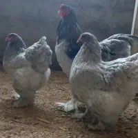 مرغ و خروس و نیمچه برهما