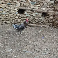 خروس گلین