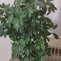 گل شفلرا سانسریا سوهانک