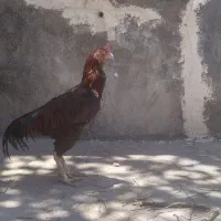 خروس لاری
