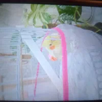 عروس هلندی گمشده