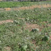 هندوانه ته بار ارگانیک شیرین درجه ۱