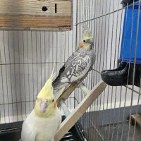 عروس هلندی