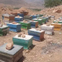 زنبور عسل از نژاد کارنیکا
