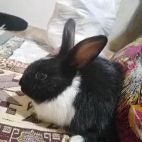 دوتا بچه خرگوش زیبا