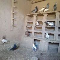 کبوتر درجه ۱