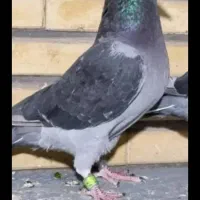 کبوتر