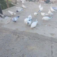 کبوتر