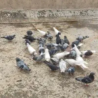 کفتر