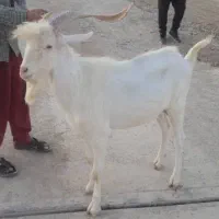 فروش بز  نر سانن خالص فرانسوی