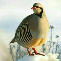 نیازمند چوپان