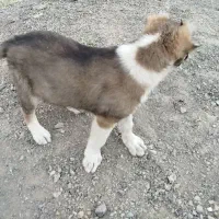 توله سگ خراسانی