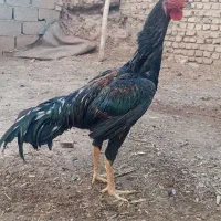 خروس لاری  خوش رخ