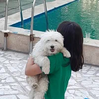 توله سگ مالتیز   ۵ ماه نر