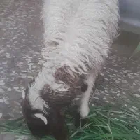 گوسفند نر