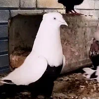 دمبی/دمب سیاه/بهبهانی