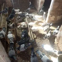 کبوتر