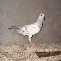 ۴عدد جوجه بدرنگ گوک کلای